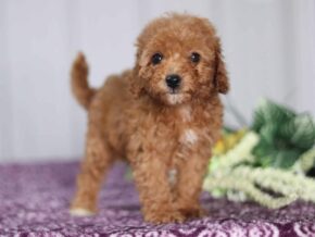 Photo of Tanisha