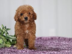 Tanisha Mini Cavapoo Puppy