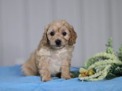 Taylor Mini Cavapoo Puppy