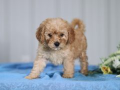 Teddy Mini Cavapoo Puppy