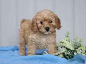 Photo of Teddy