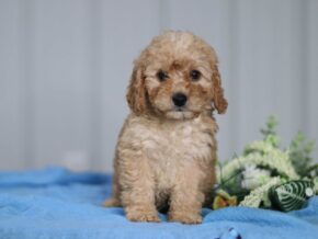Photo of Teddy