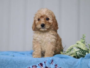 Photo of Teddy