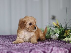 Photo of Tiffany