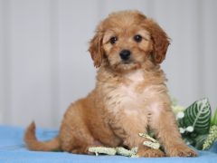 Toyota Mini Cavapoo Puppy