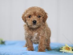 Tyler Mini Cavapoo Puppy