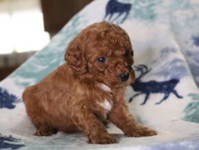 Photo of Jaxson