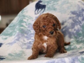Photo of Jaxson