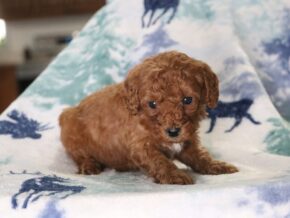 Photo of Jaxson