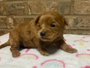 Photo of Bentley
