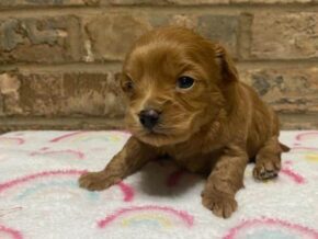 Photo of Bentley